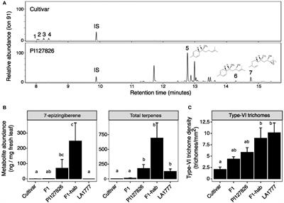 Genetic and physiological requirements for high-level sesquiterpene-production in tomato glandular trichomes